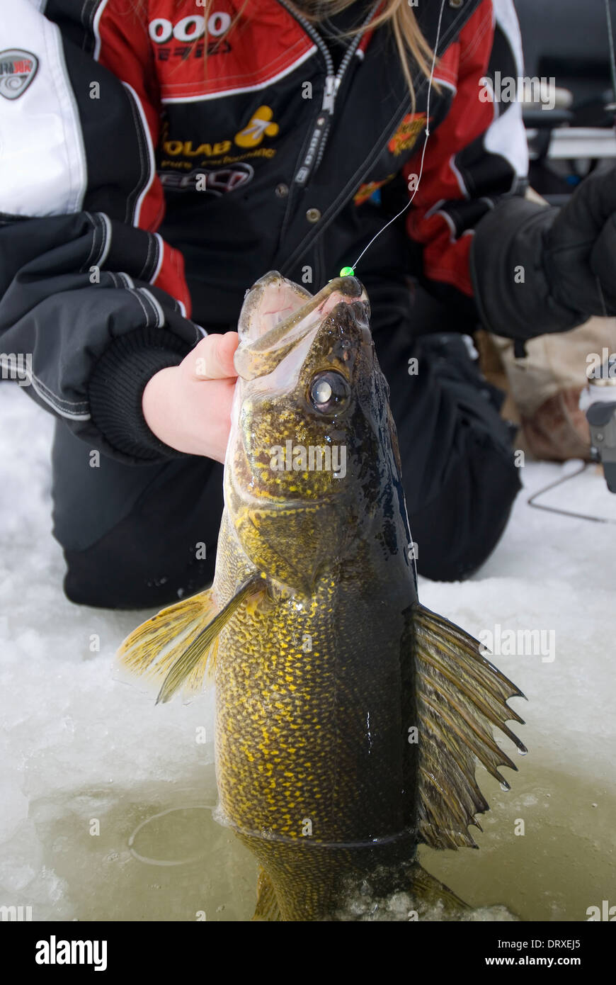 Winter walleye held in an ice fishing hole. Stock Photo