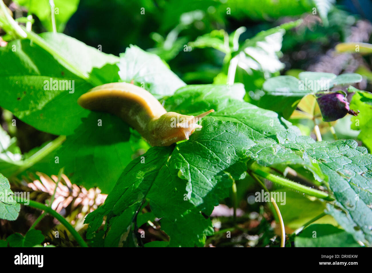 Yellow banana slug on green leaf Stock Photo