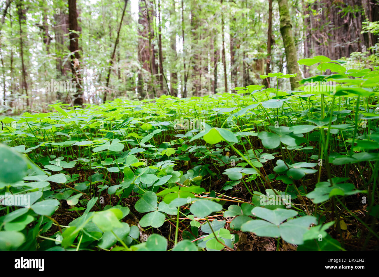 Wood Sorrel Ground Cover In Redwood Forest In Northern California Stock Photo Alamy