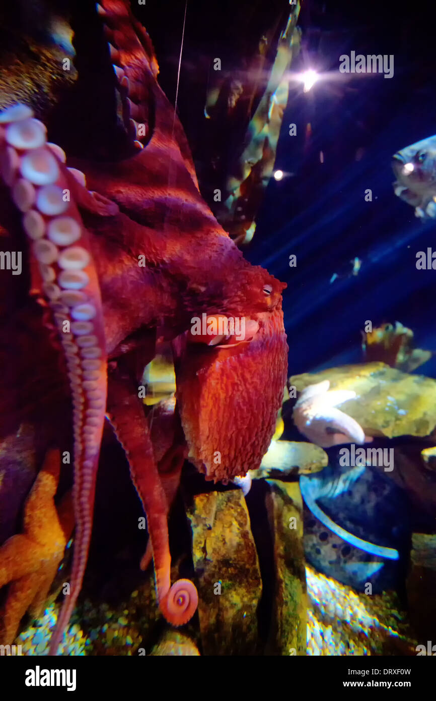 aquarium octopus hires stock photography and images Alamy