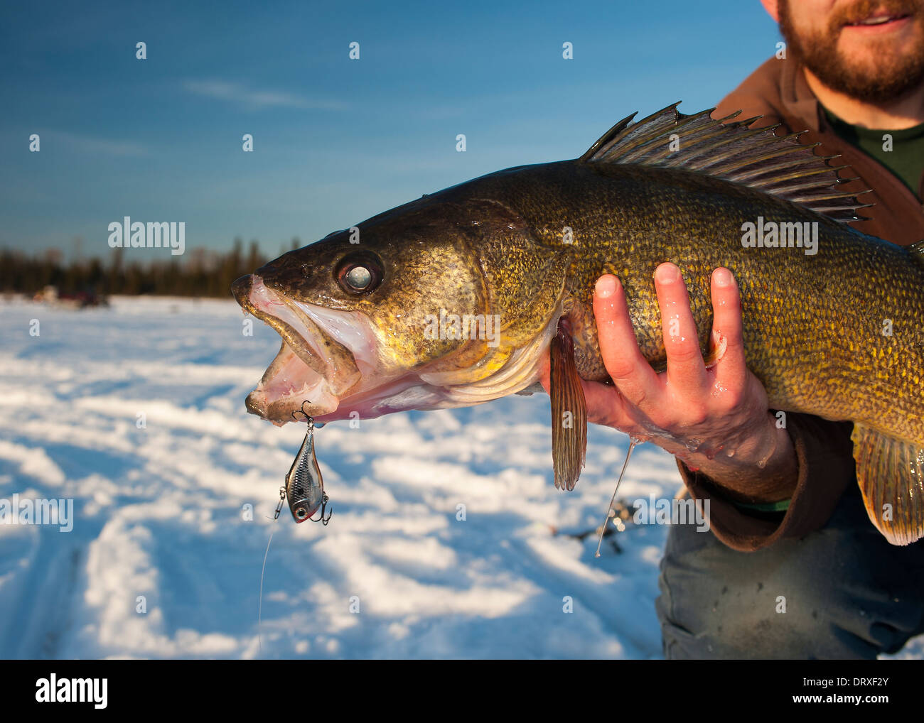 Ice Fishing Walleye: Clackers On Ice - In-Fisherman