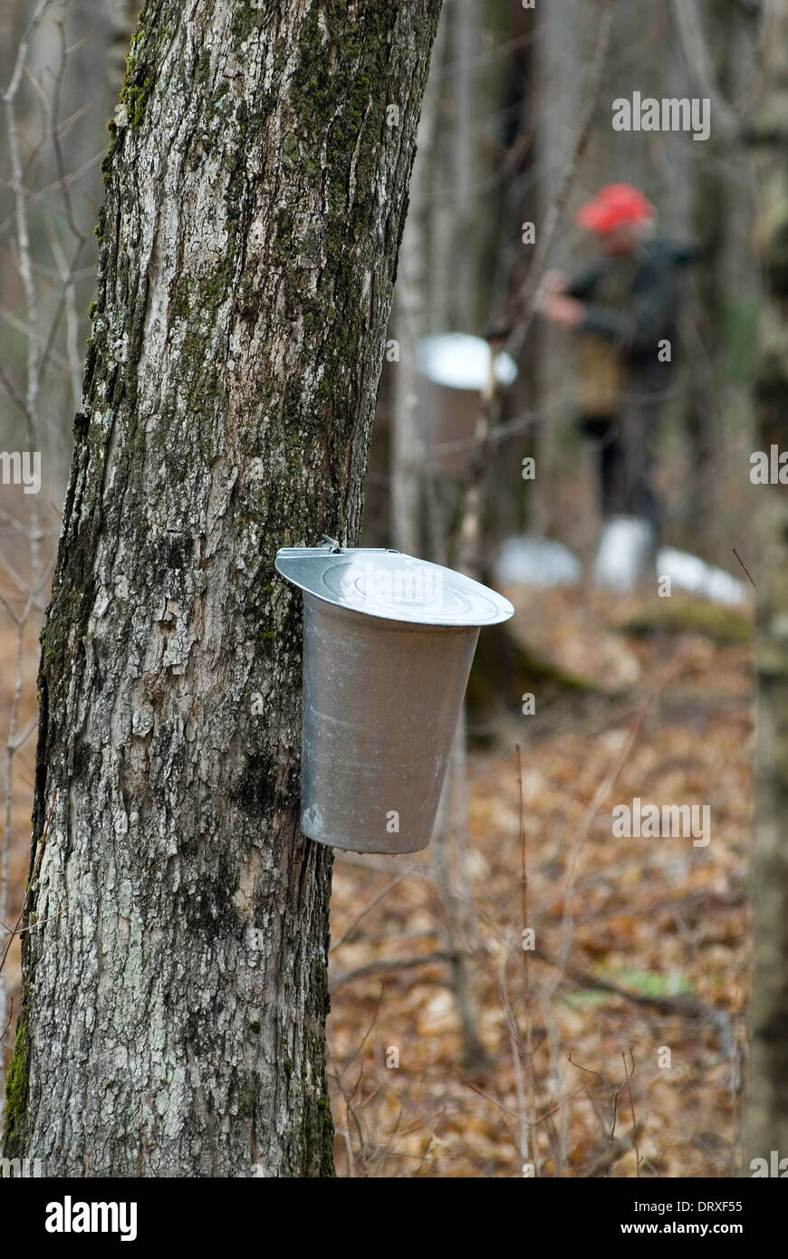 clipart of sugar maple trees being tapped with buckets