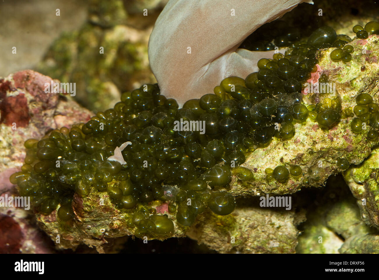 Bubble alagae or sailors' eyeballs Valonia ventrocos, tropical and sub tropical ocean of the world Stock Photo