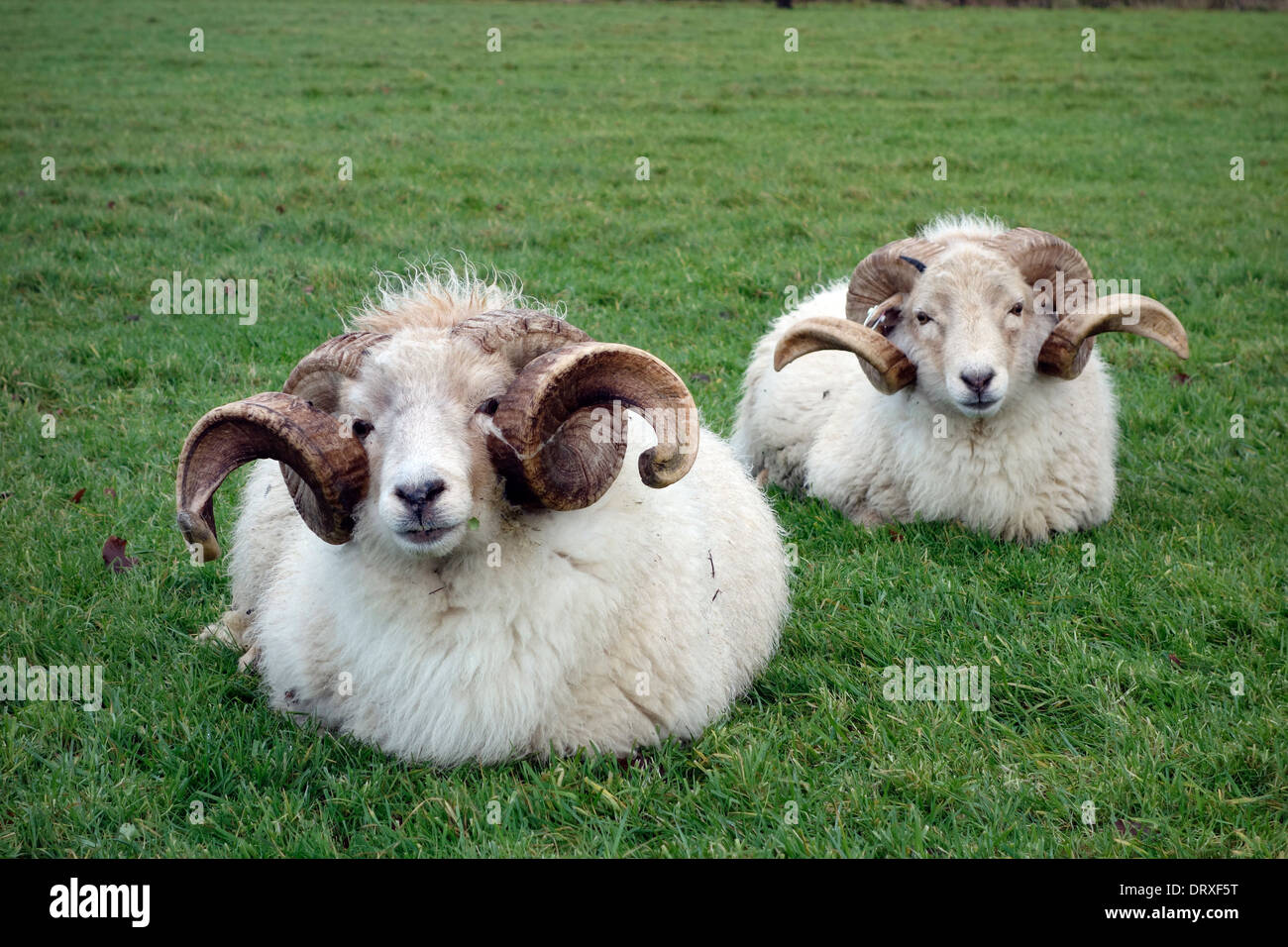 Portrait of wiltshire horn sheep hires stock photography and images