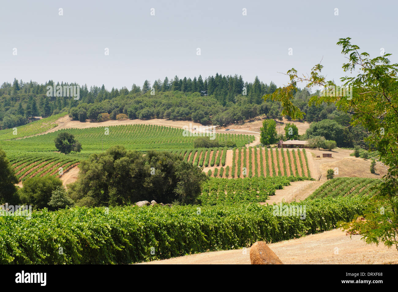 vineyard in the foothills of the Sierra Nevadas, near Plymouth and Fiddletown, California Stock Photo