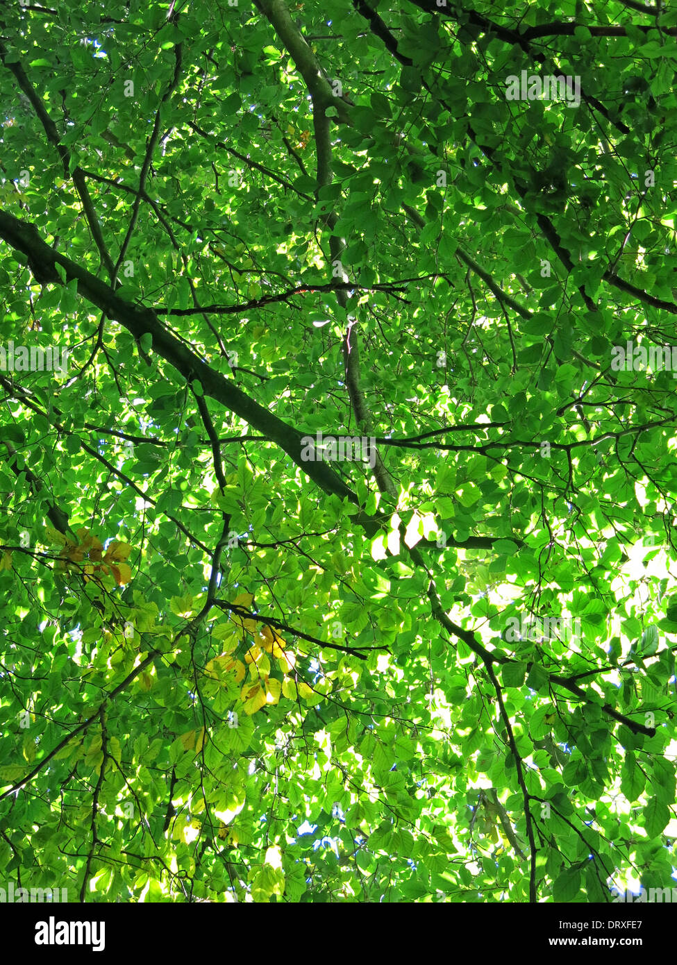 Green leaf canopy Stock Photo Alamy