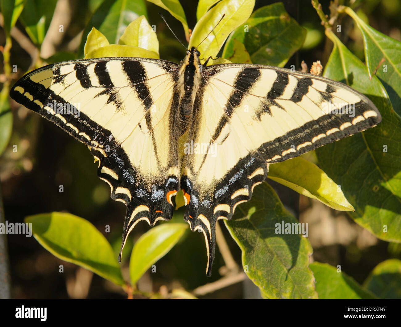 Closeup of a Western Tiger Swallowtail butterfly with it's wings spread open Stock Photo