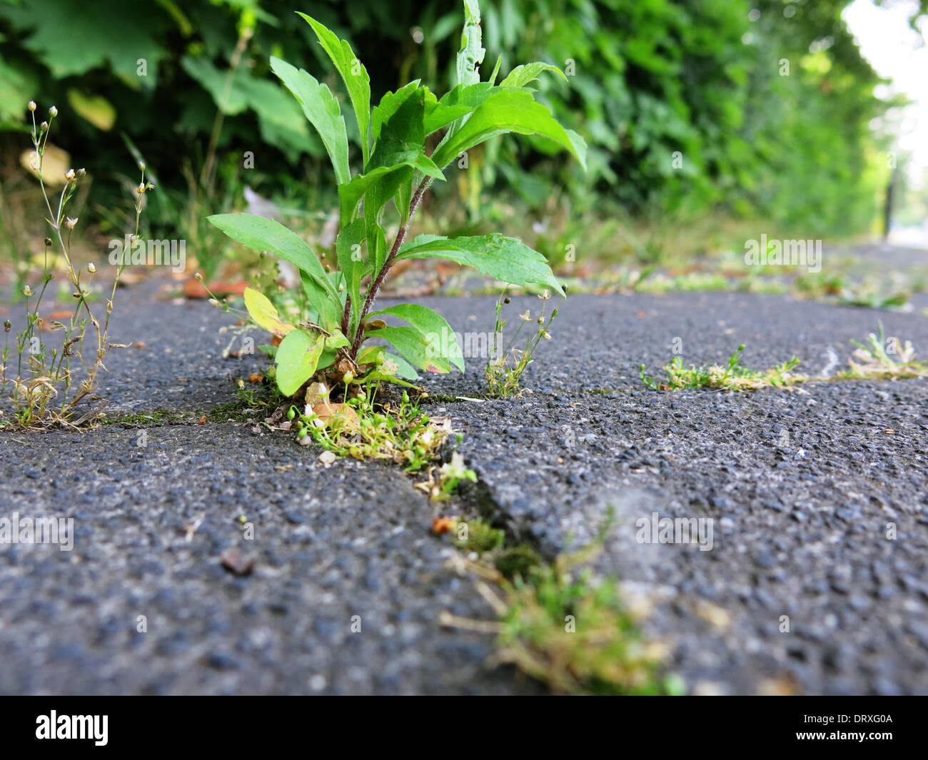 Rambling weeds on concrete ground Stock Photo