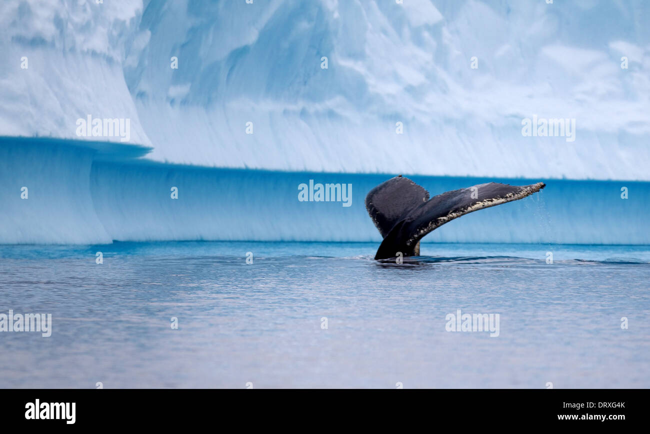 Humpback Whale fluke in Antarctic waters Stock Photo