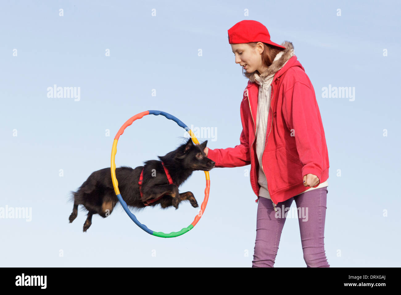 young girl making her dog jump through a hoop Stock Photo