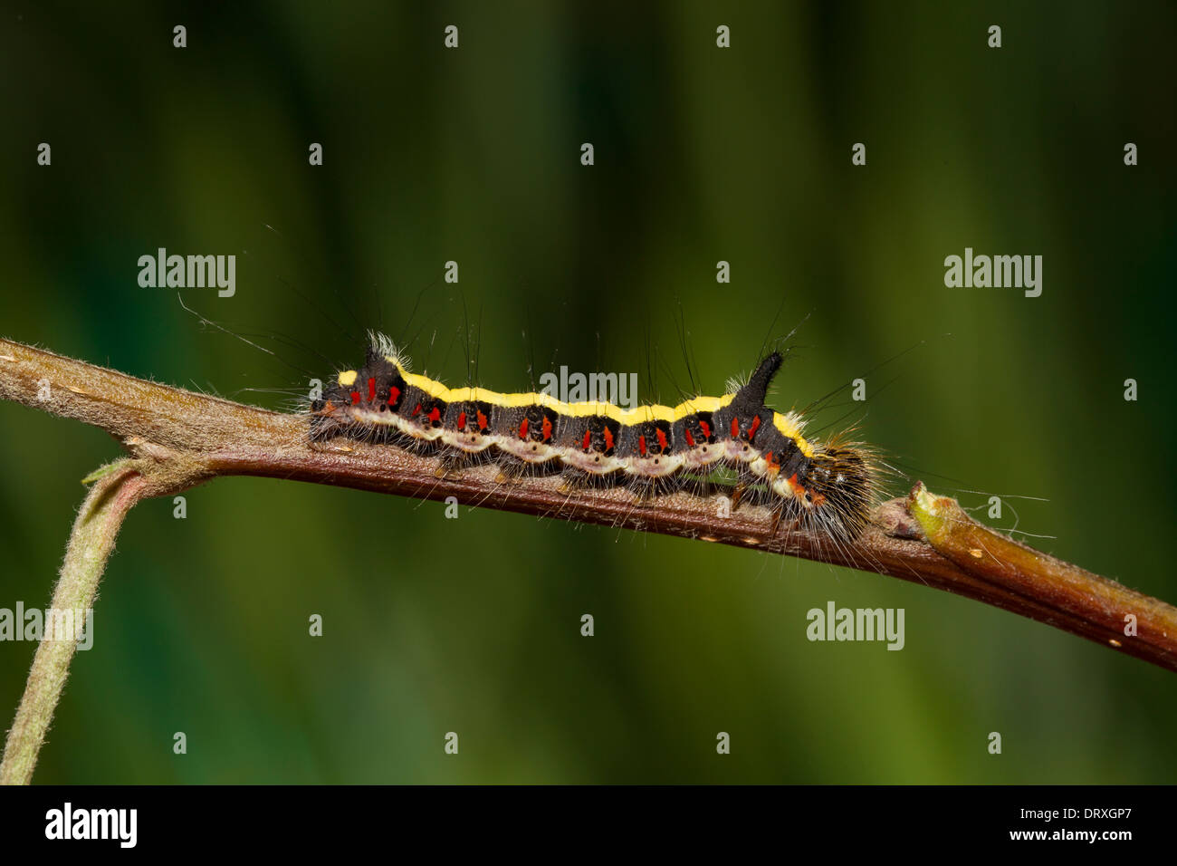 Acronicta psi Grey Dagger caterpillar Schleheneule Stock Photo