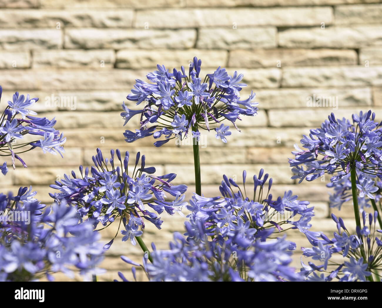 Agapanthus flowers Stock Photo