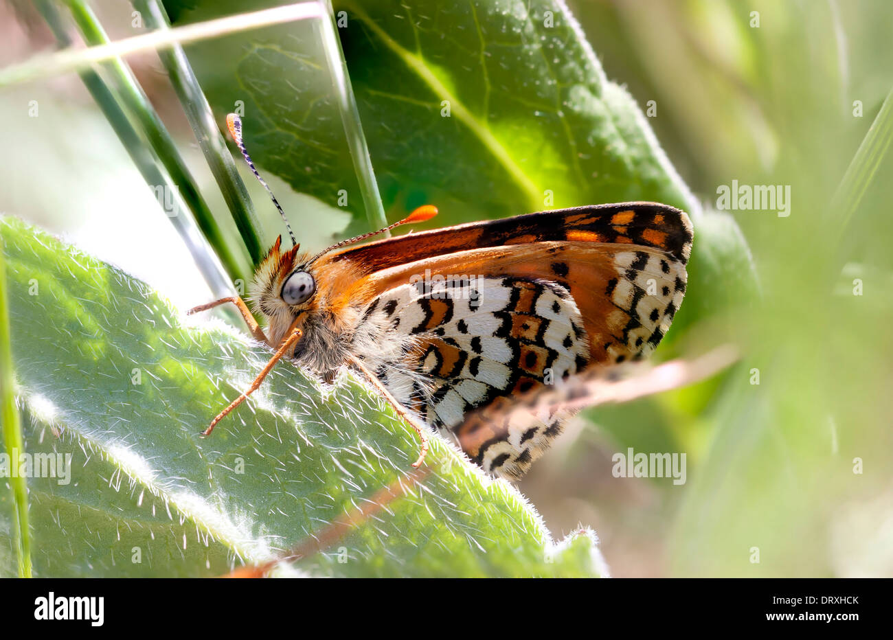 Closeup butterfly wing hi-res stock photography and images - Alamy