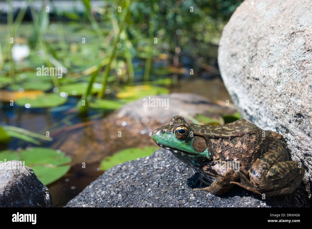 Toad rock hires stock photography and images Alamy