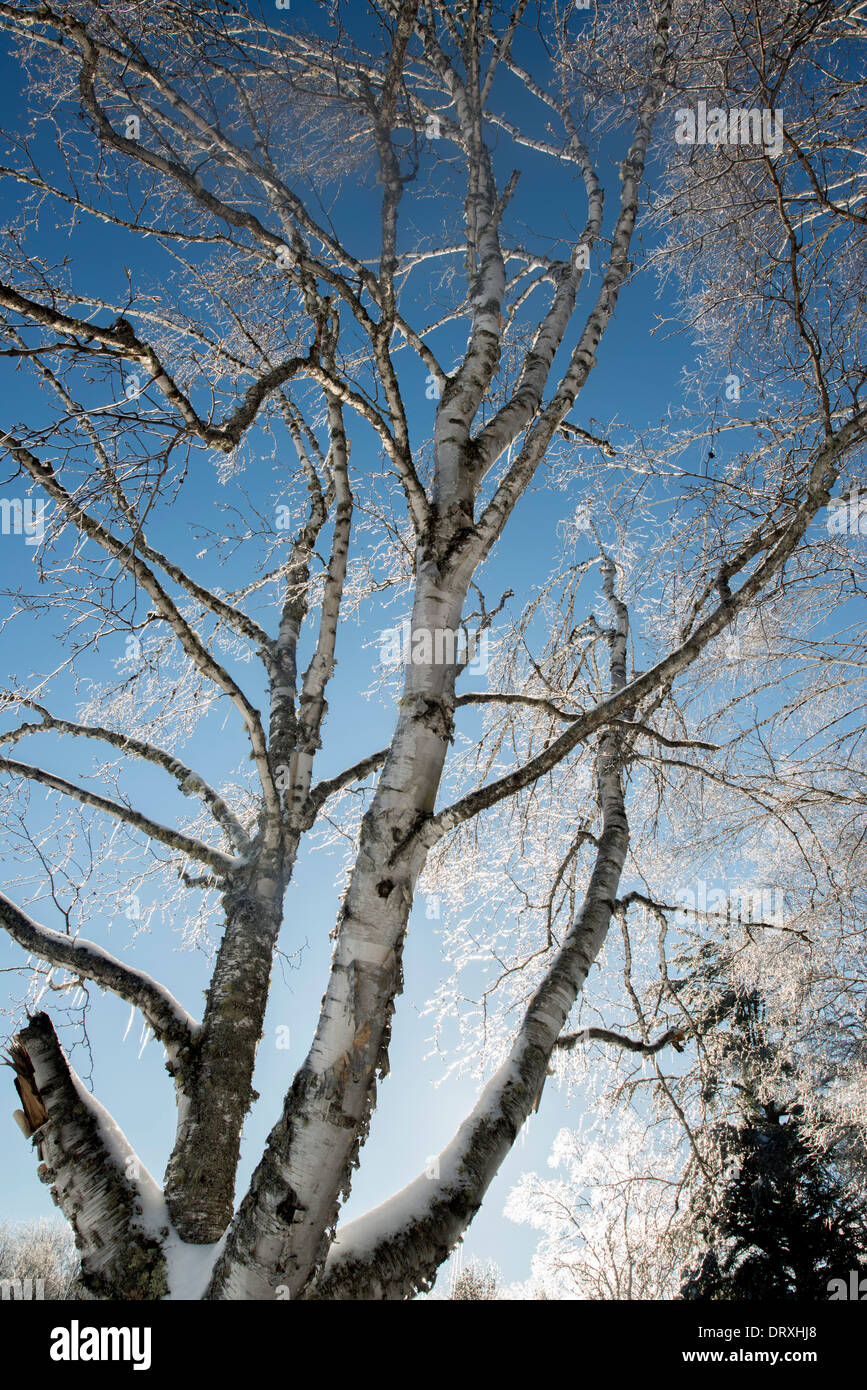 Birch tree after ice storm. Stock Photo