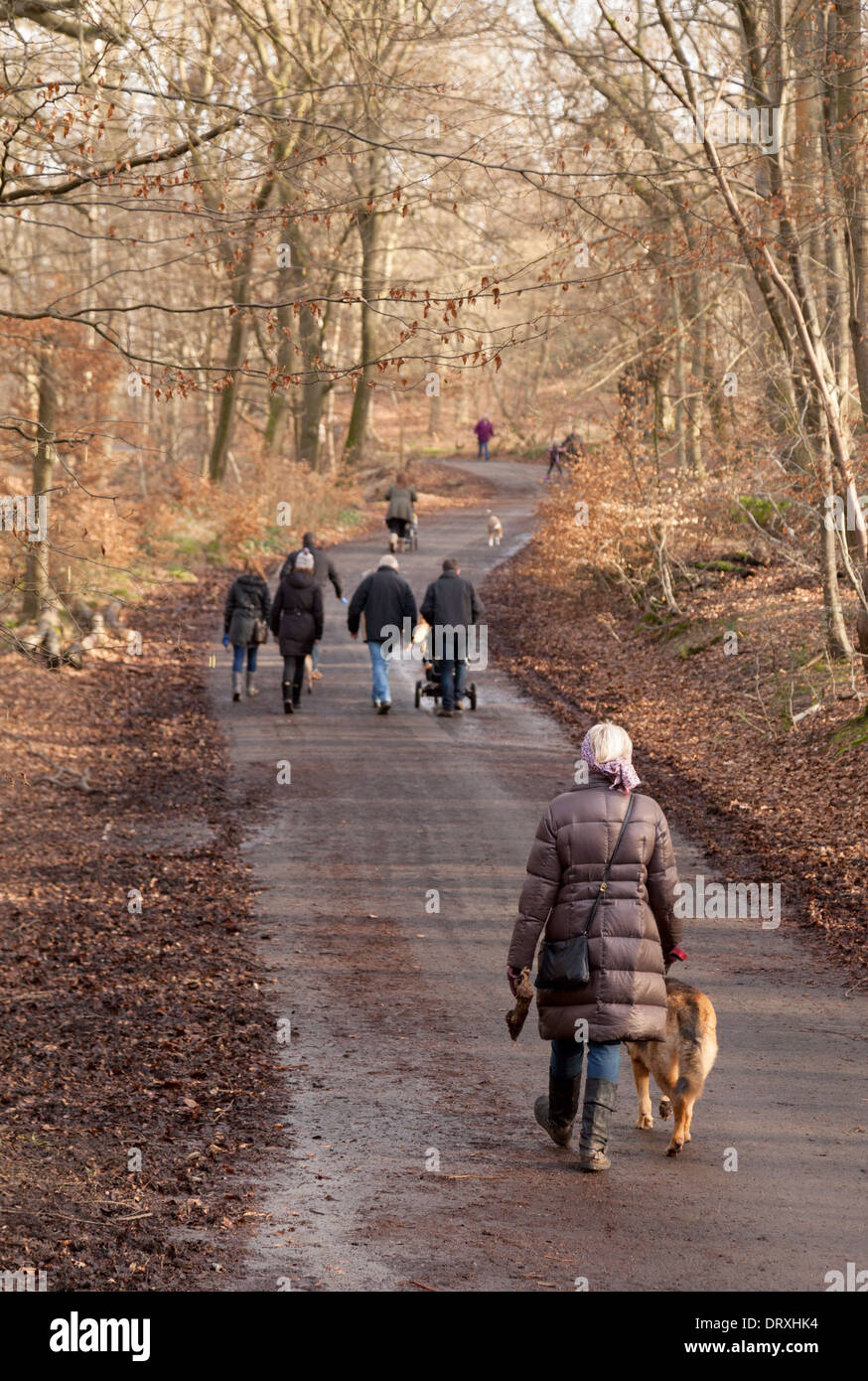 People walking the dog, in Burnham Beeches woods, Burnham, Buckinghamshire UK Stock Photo