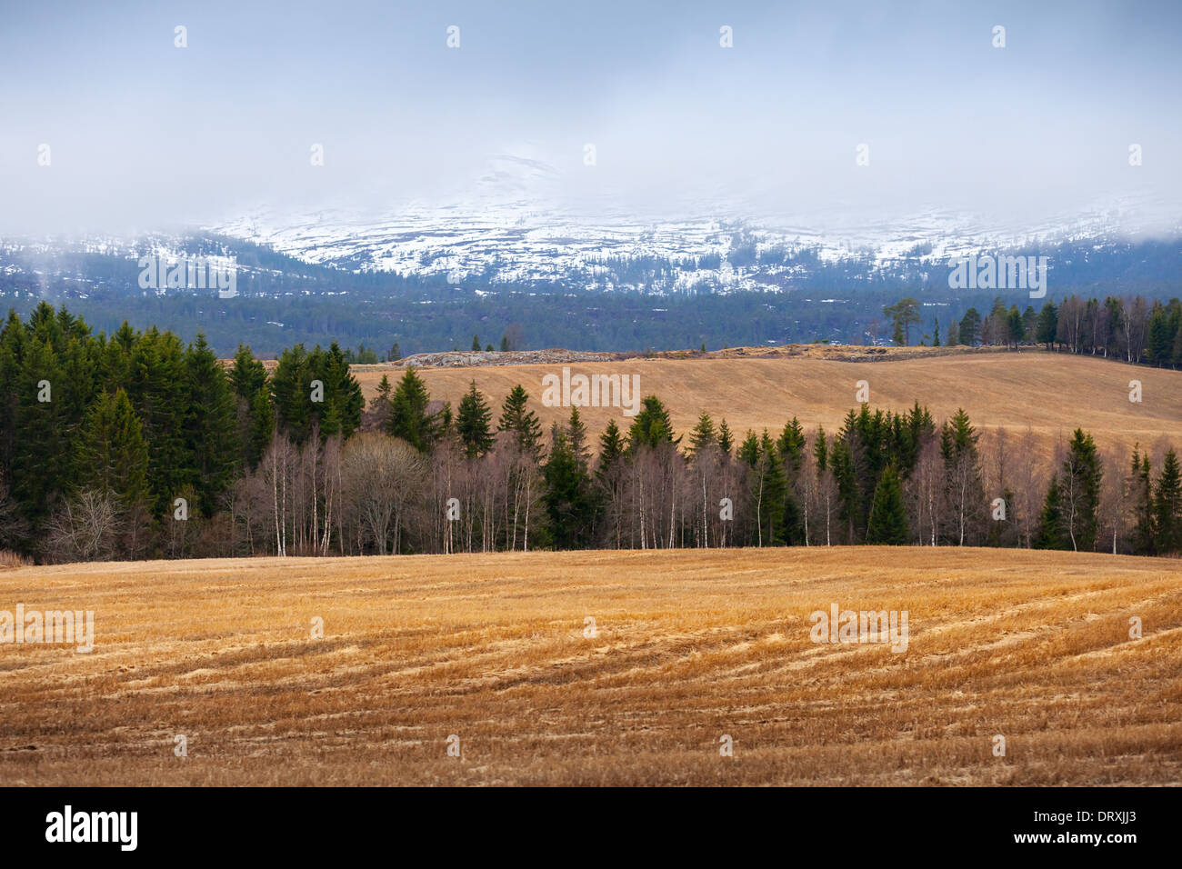 Rural spring Norwegian landscape with dry grass and foggy mountains Stock Photo