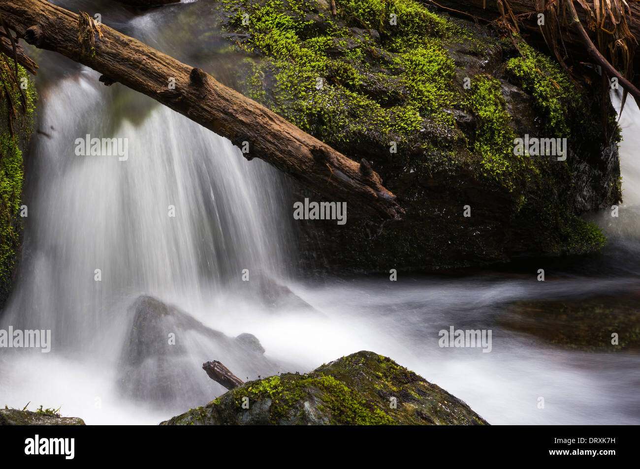 Water flowing over mossy rocks in the forest Stock Photo - Alamy