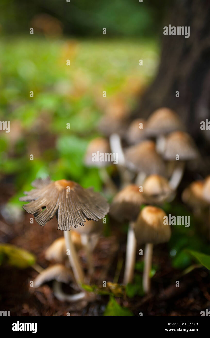 How to grow mushrooms hires stock photography and images Alamy