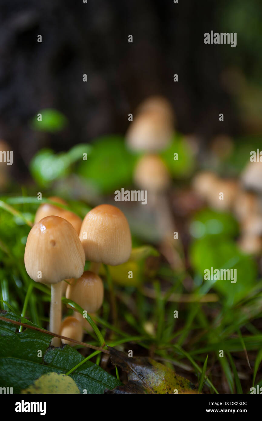 Wild mushrooms growing on the forest floor Stock Photo Alamy