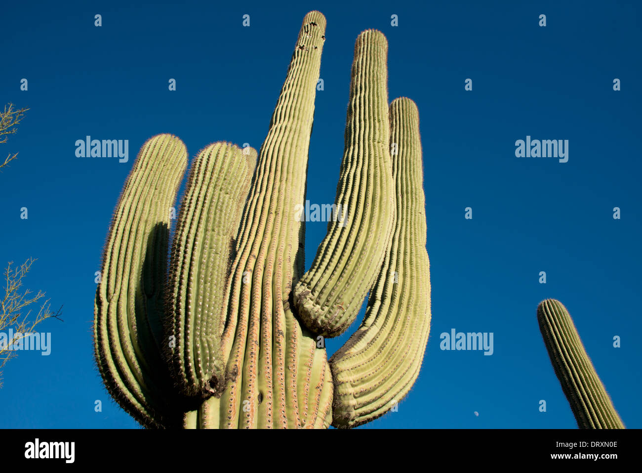 Arizona, Tucson, Saguaro National Park. Giant Saguaro cactus (Carnegiea gigantea). Stock Photo