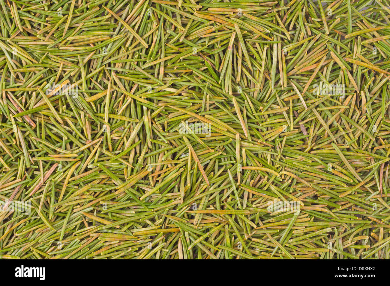 Pine Tree Needles Fallen High Resolution Stock Photography and Images
