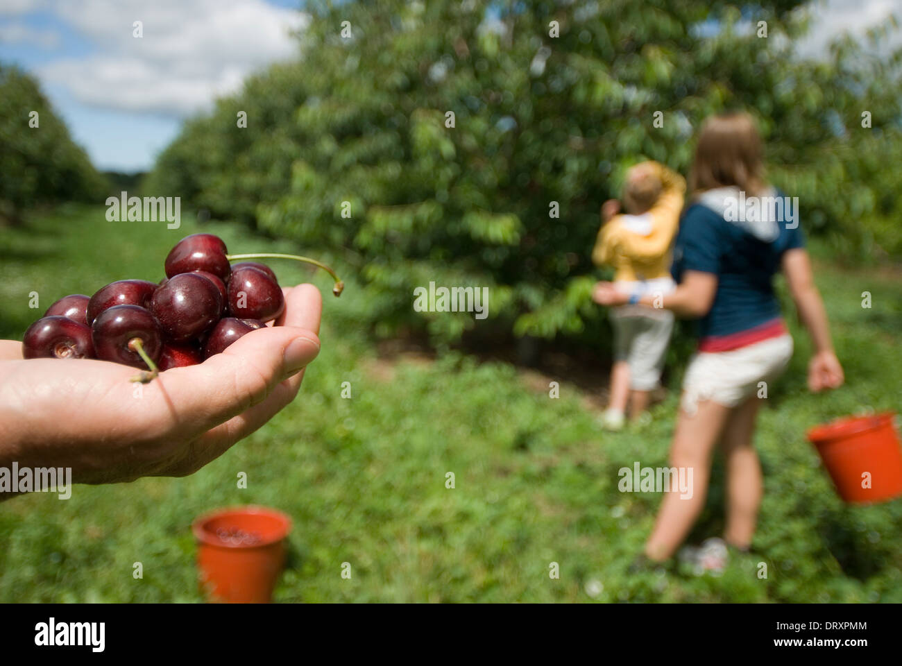 Children cherry picking at an orchard Stock Photo - Alamy