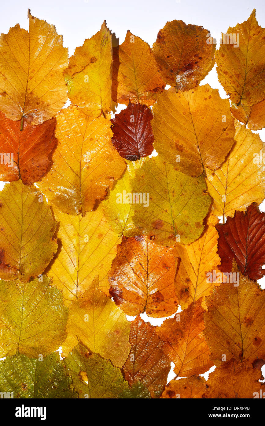 Autumn leaves taken in a studio Stock Photo