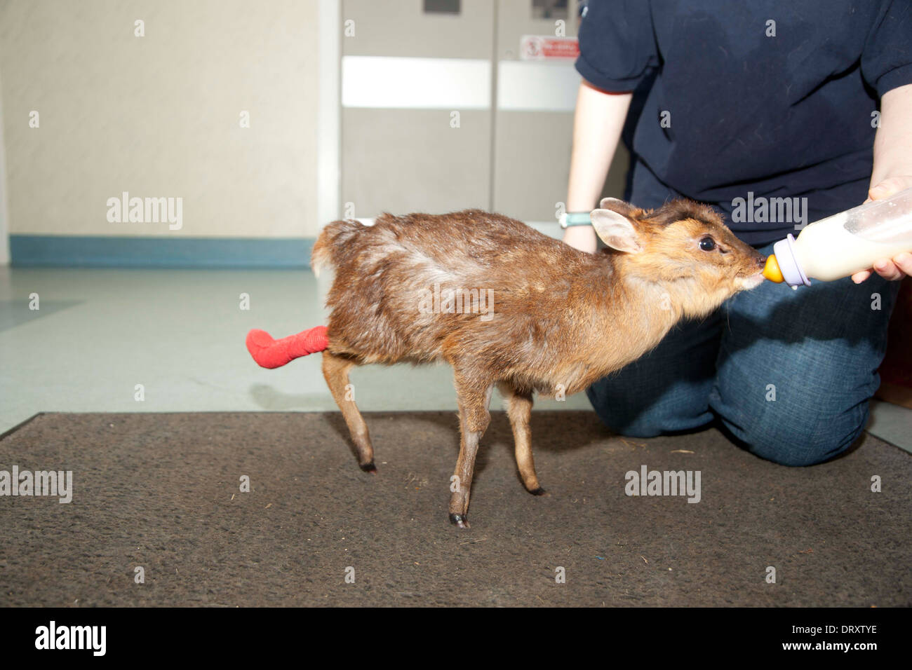 Juvenile muntjac being bottle fed by nurse Stock Photo
