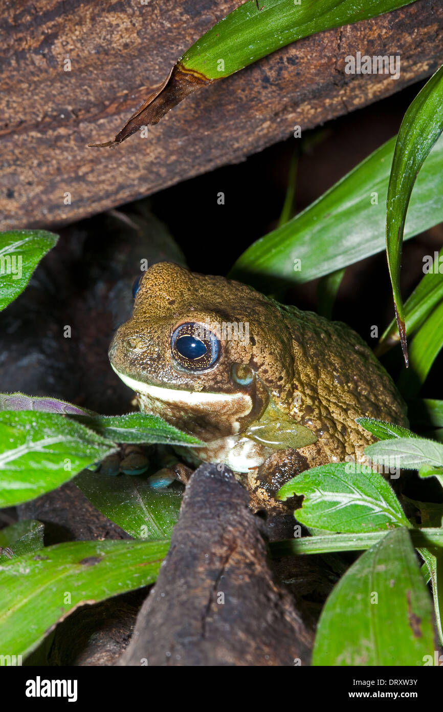 Veined Tree Frog Stock Photo