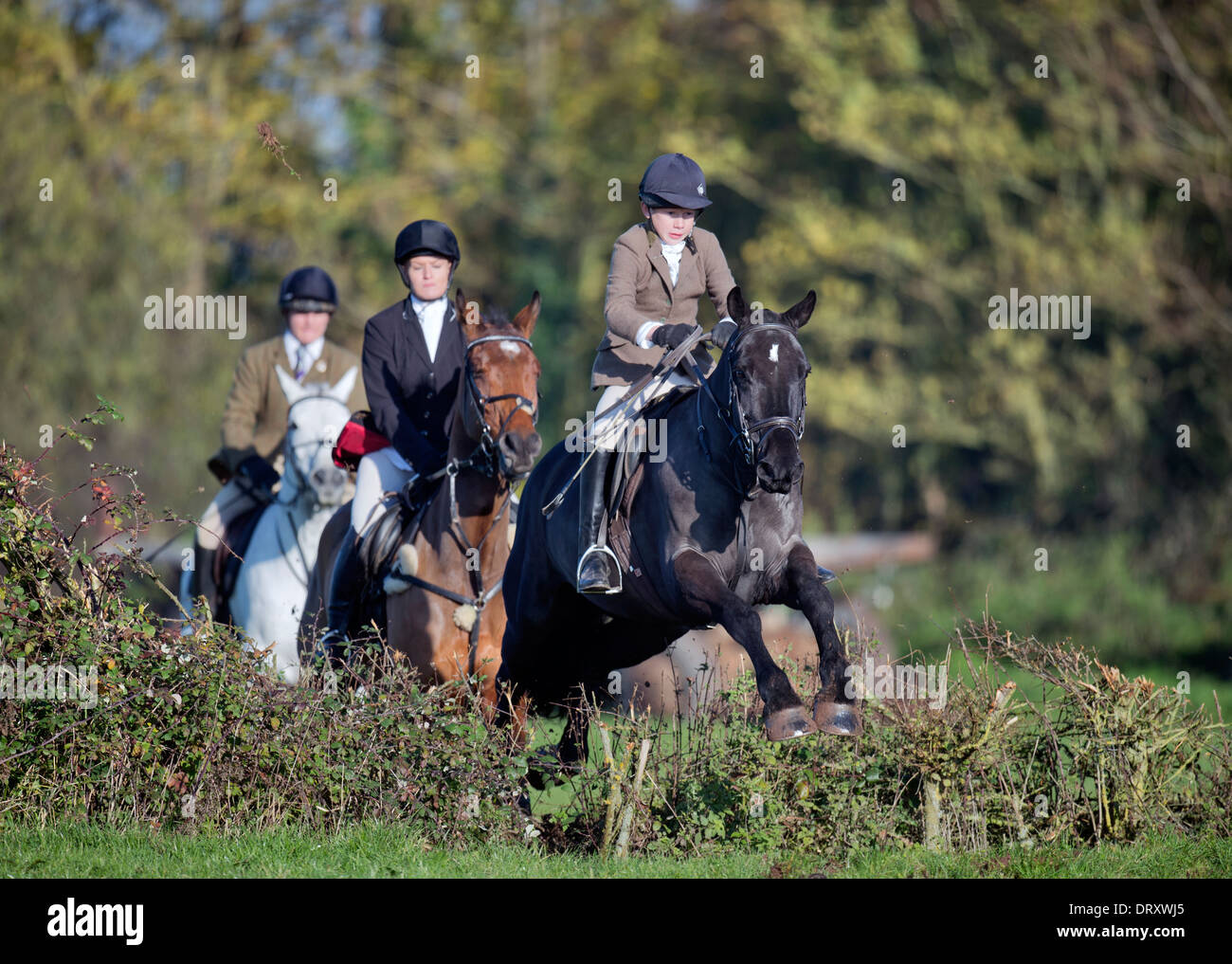 A young horse rider following the Berkeley Hunt jumps a hedge during a