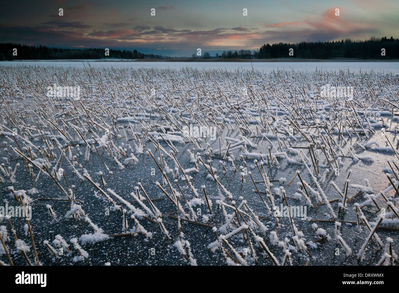 Frozen Reeds Frozen reeds at dawn, at Vanemfjorden in the lake Vansjø, Østfold fylke ...