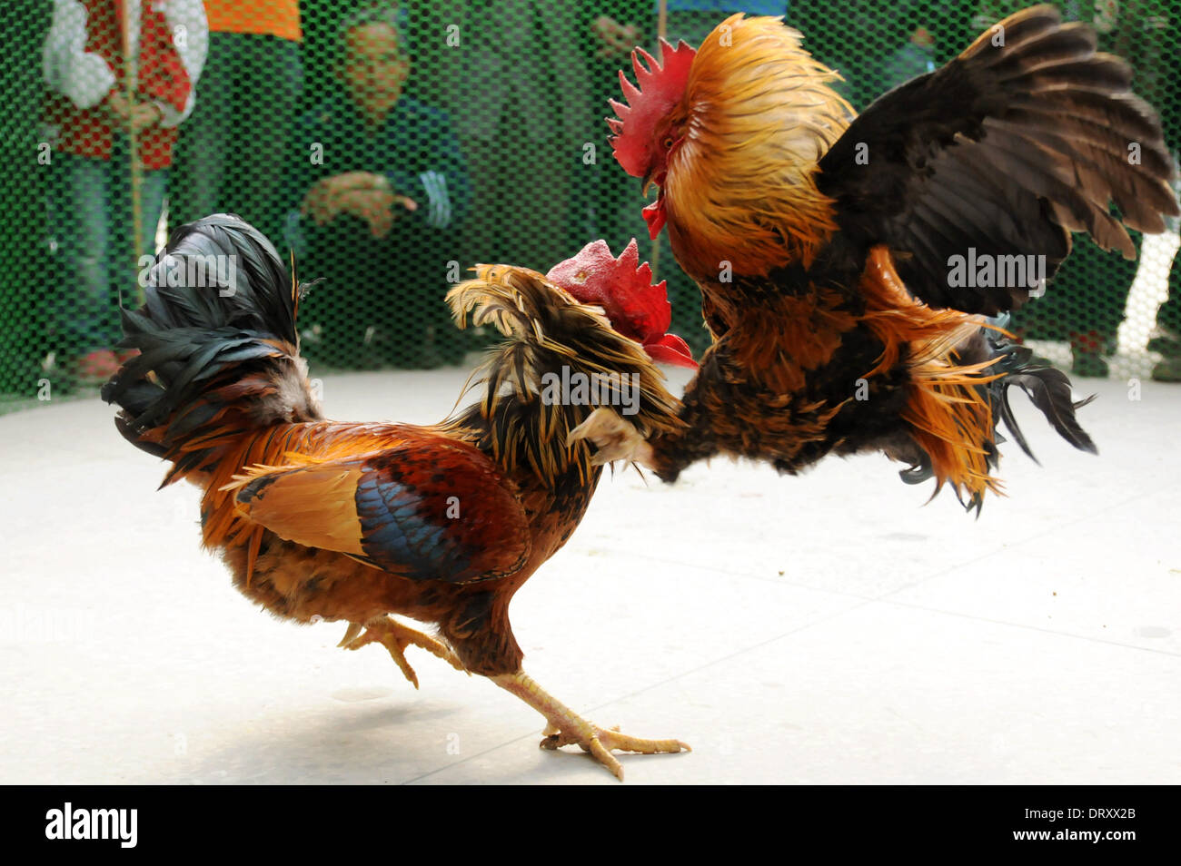 fighting rooster images