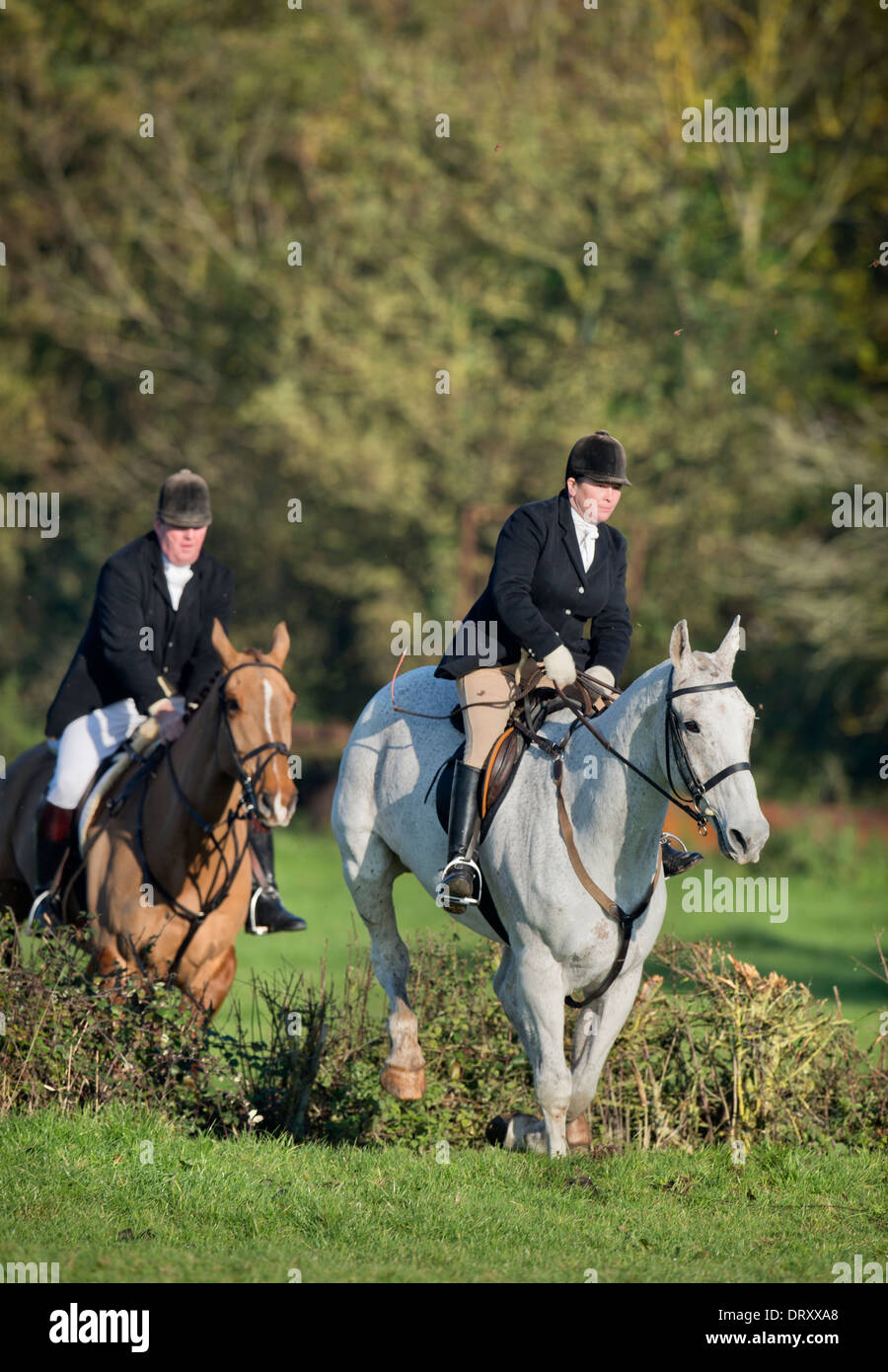 Horse riders following the Berkeley Hunt jumps a hedge during a November meeting at the Ham Gloucestershire UK Stock Photo