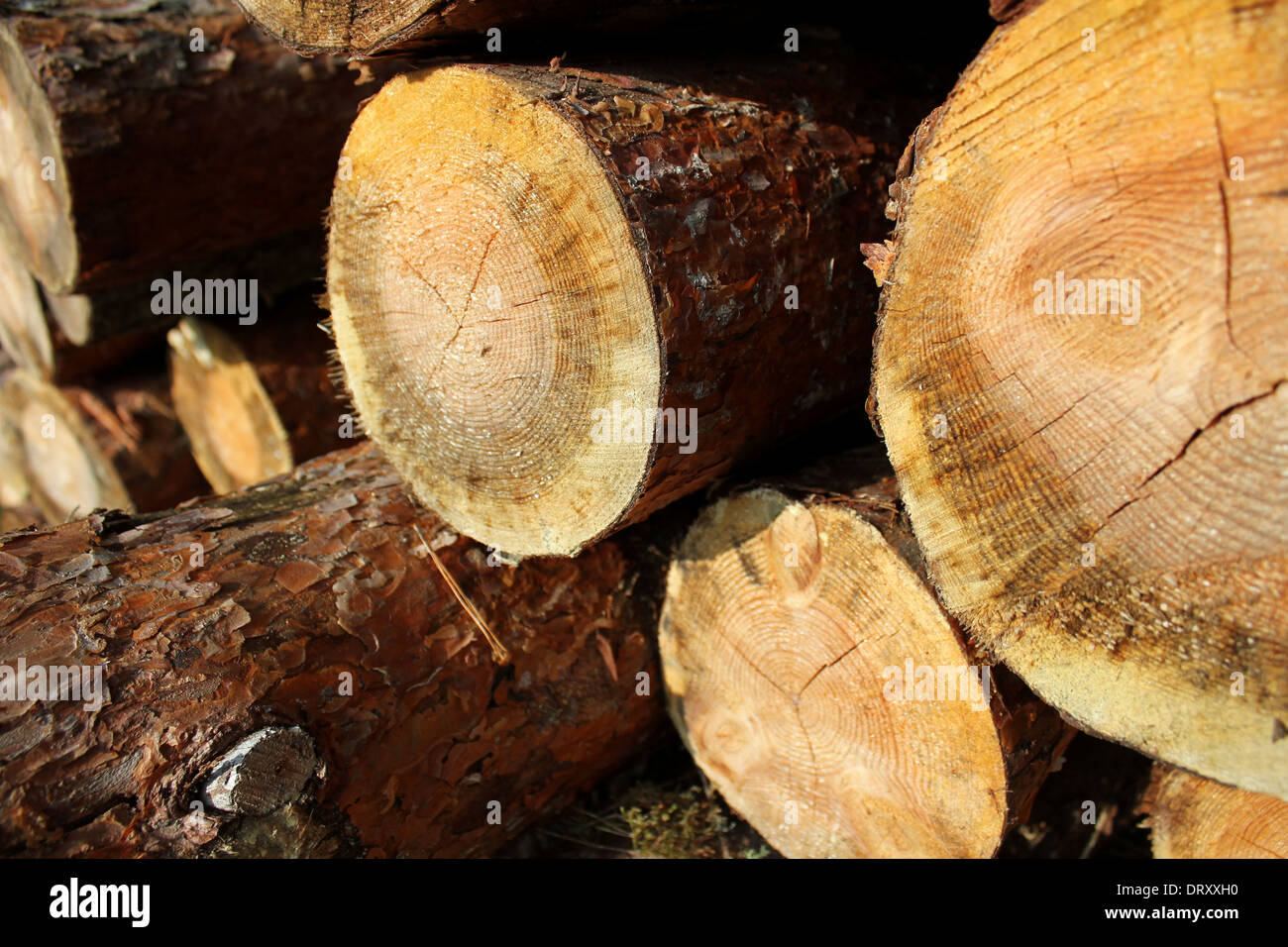 pile of sawed pine wood Stock Photo Alamy