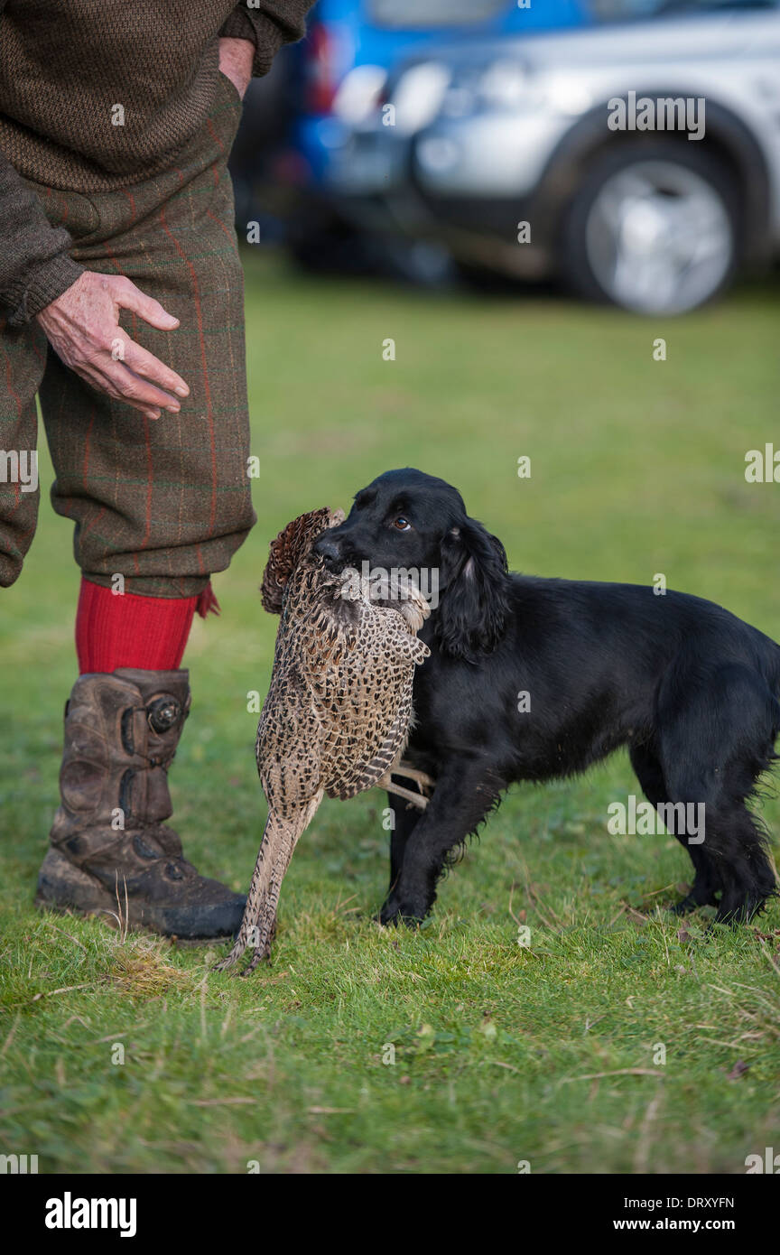 Black Cocker Spaniel retrieving Hen Pheasant Stock Photo