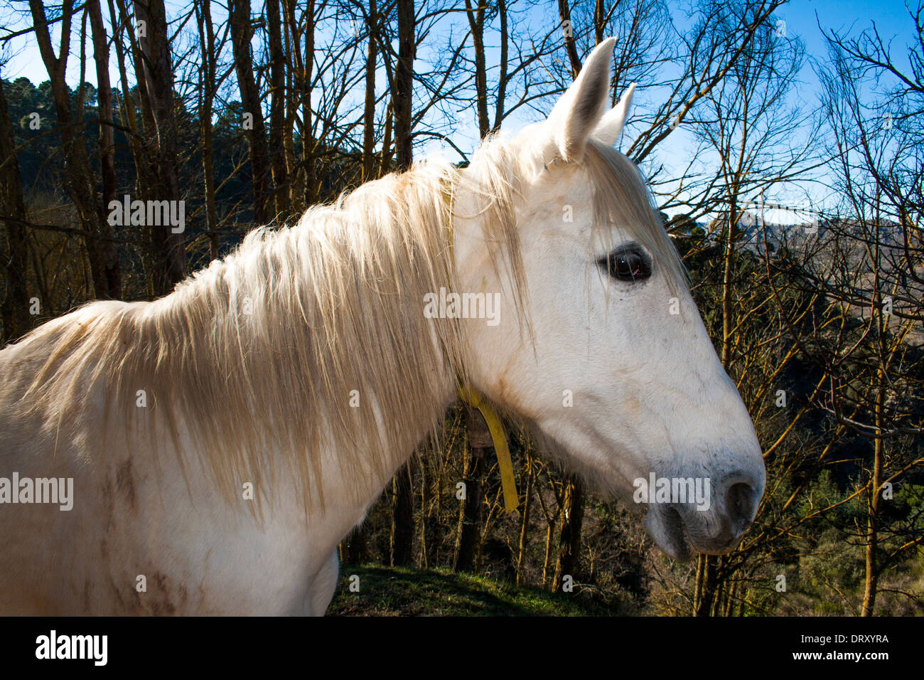 White horse in the field Stock Photo