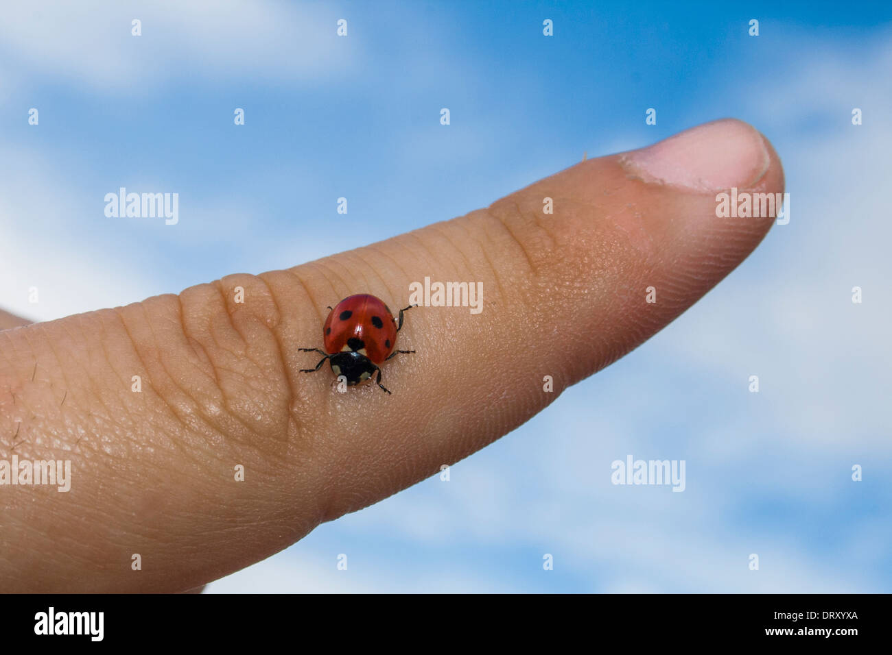 contact with nature, a ladybug in a finger Stock Photo