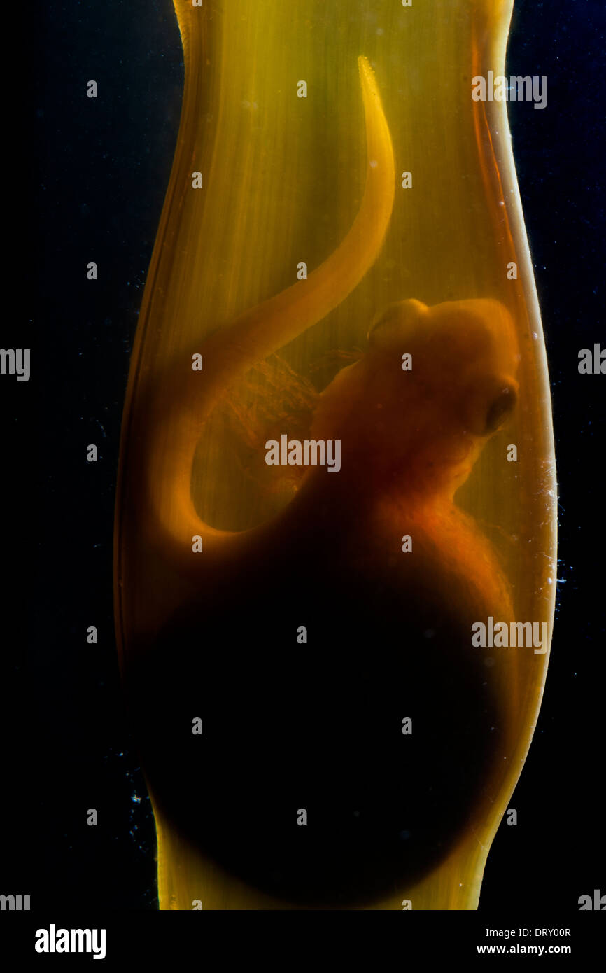 Embryo or egg of a shark, which clearly see the shark already formed Stock Photo