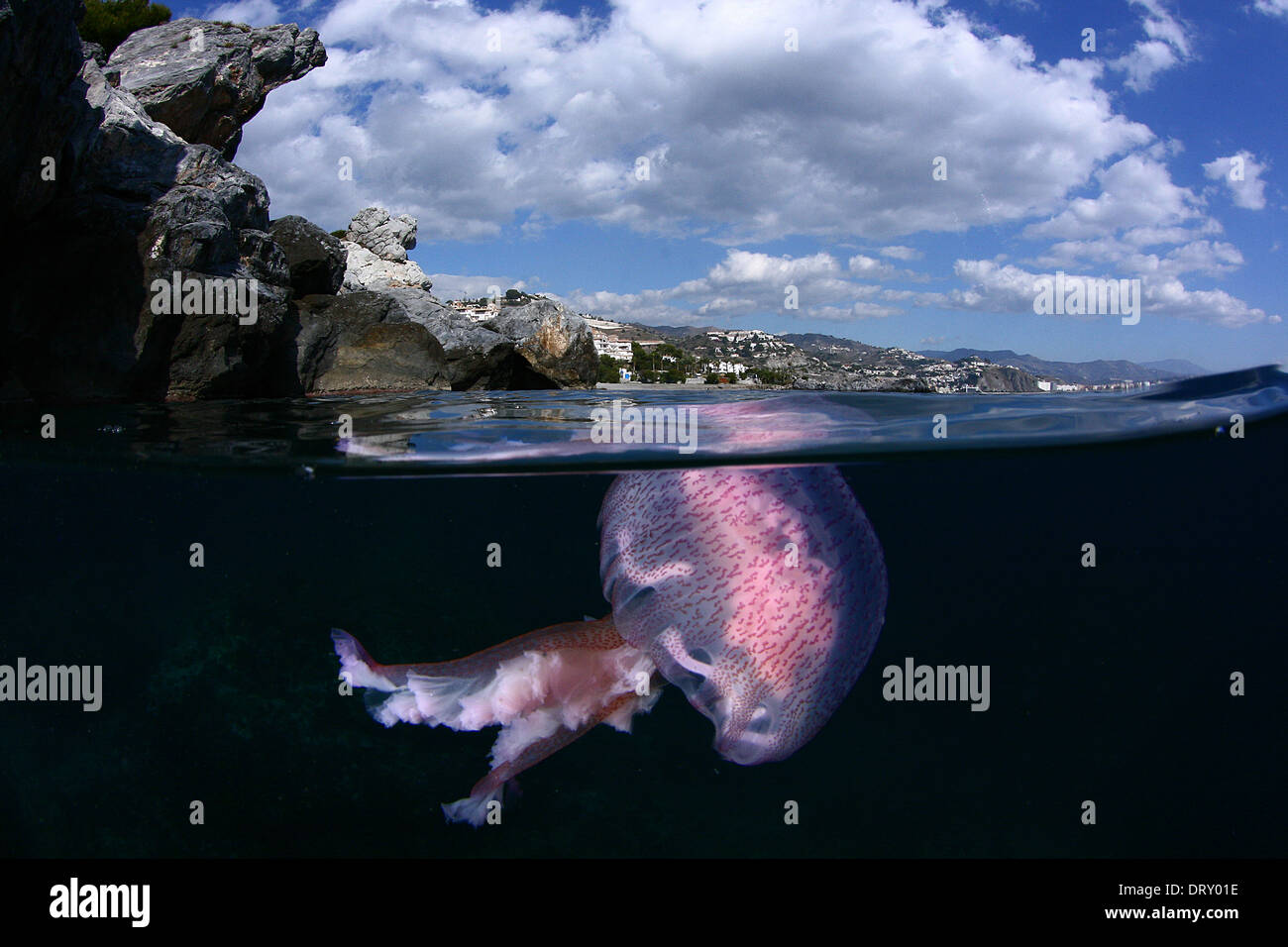 A beautiful split of a jellyfish (Pelagia noctiluca) near the coast Stock Photo