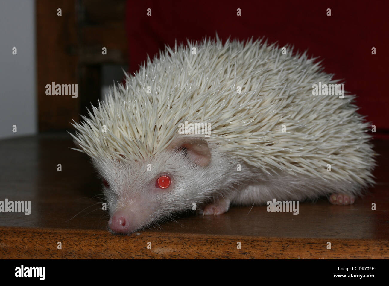 Albino hedgehog, a peculiar pet and with many spikes Stock Photo