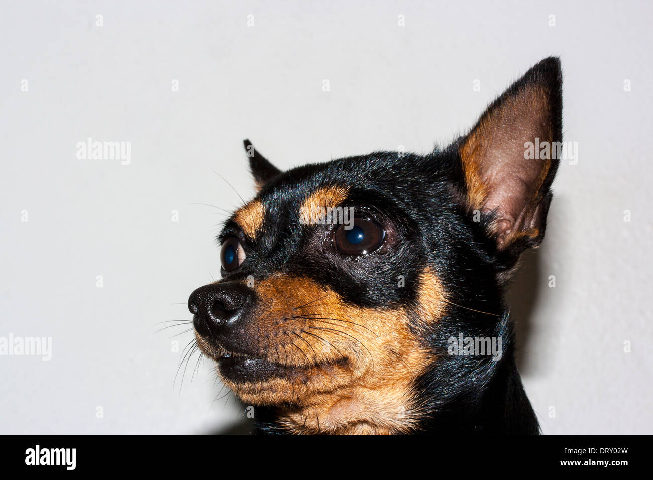 The Chihuahua dog is one of most popular pets Stock Photo