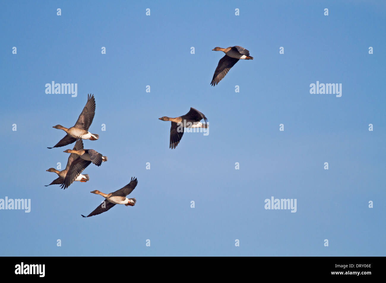 Flock of Bean Geese in a blue sky Stock Photo