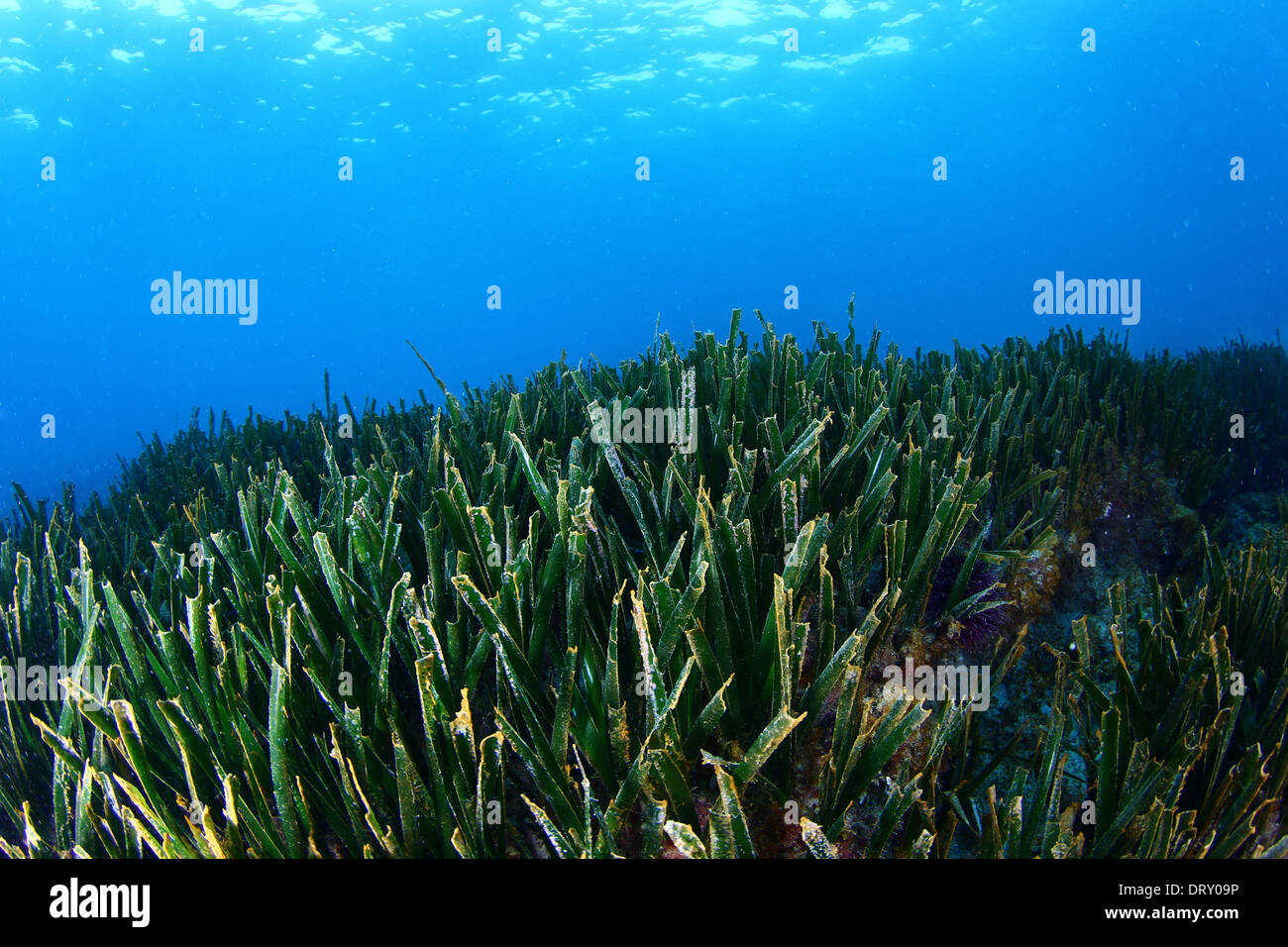 Mediterranean seagrass of Posidonia oceanica Stock Photo