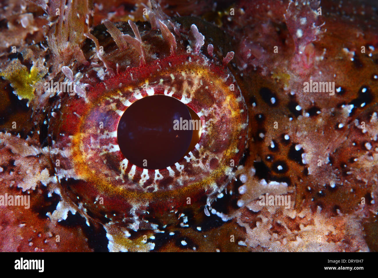 Eye of a fish (Scorpaena porcus) Stock Photo