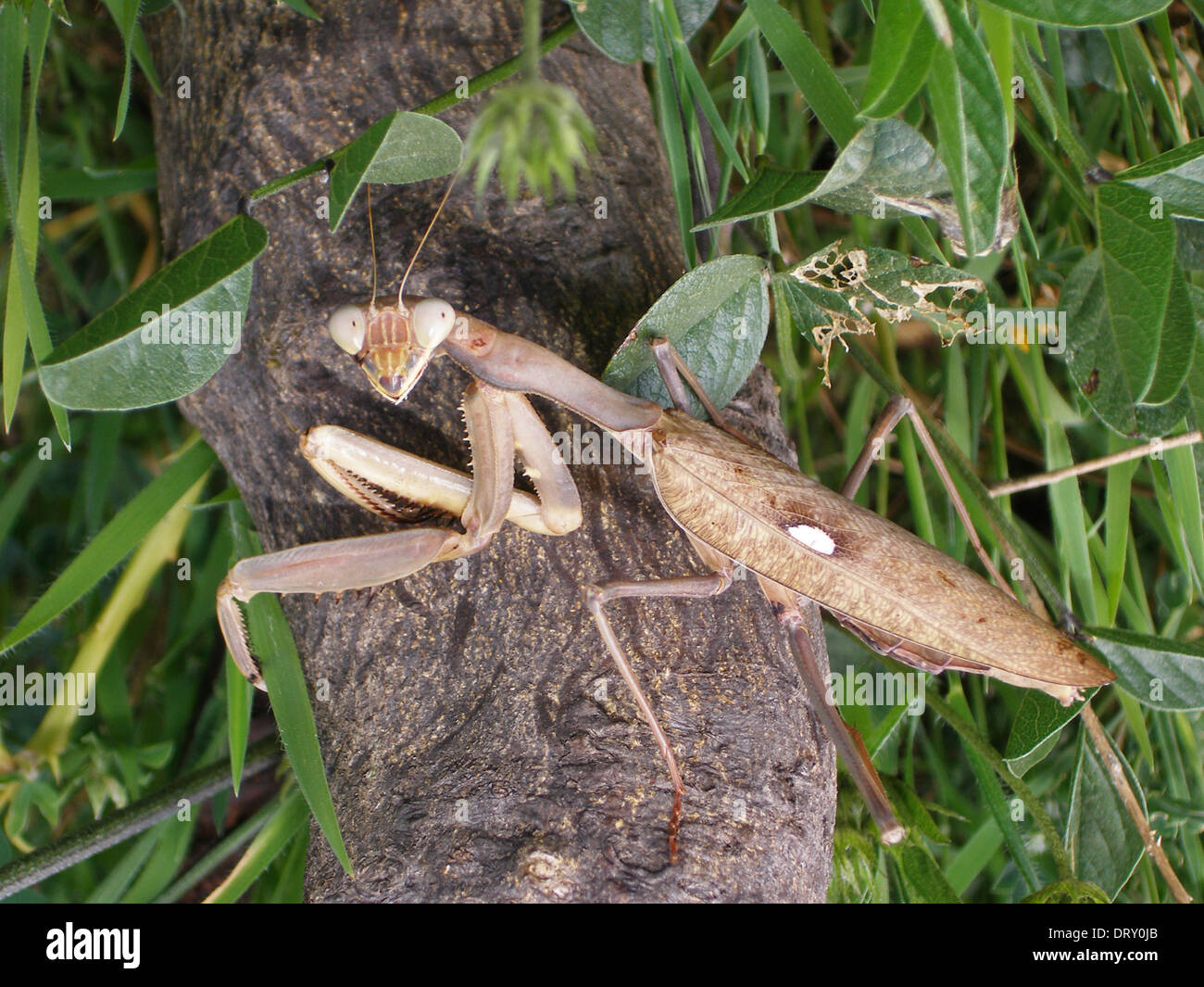 mantis also called stick insect lives between vegetation Stock Photo
