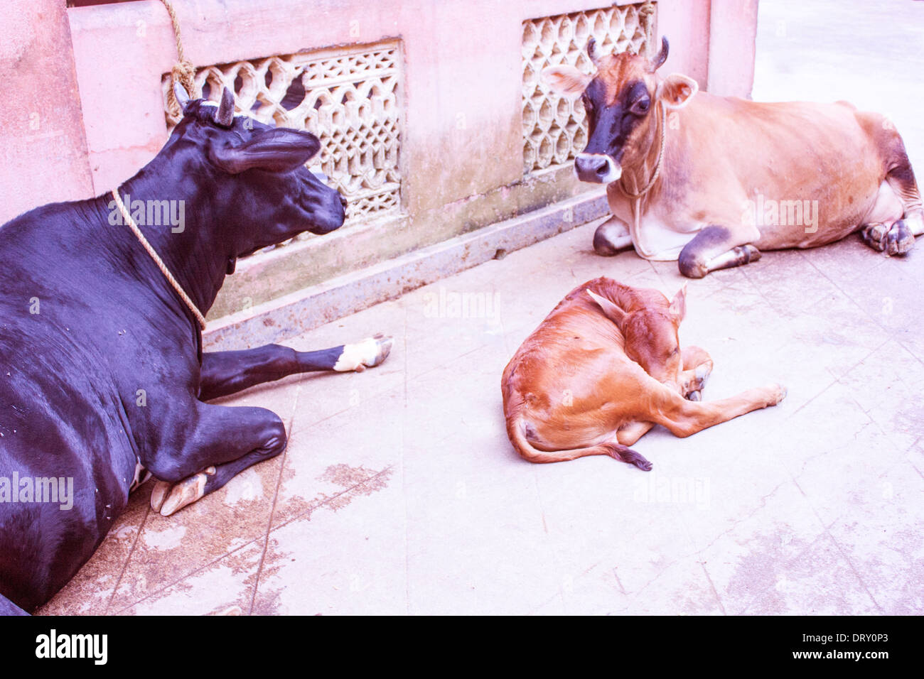 Cows on the street in India, Asia Stock Photo