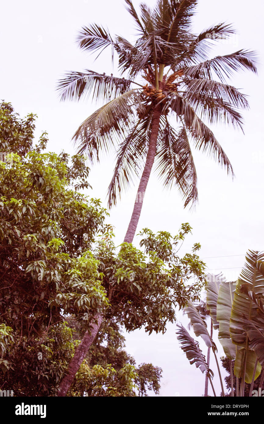 Beautiful tropical palm trees,India Stock Photo