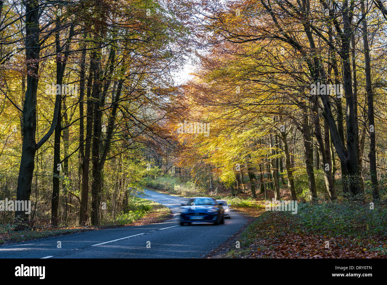 CARS ON COUNTRY ROAD WITH AUTUMN TREES IN FOREST OF DEAN
