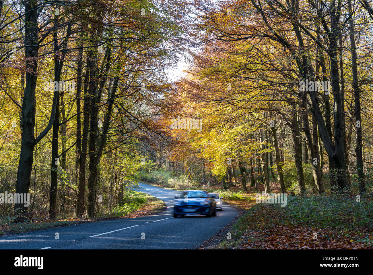 CARS ON COUNTRY ROAD WITH AUTUMN TREES IN FOREST OF DEAN GLOUCESTERSHIRE ENGLAND UK Stock Photo